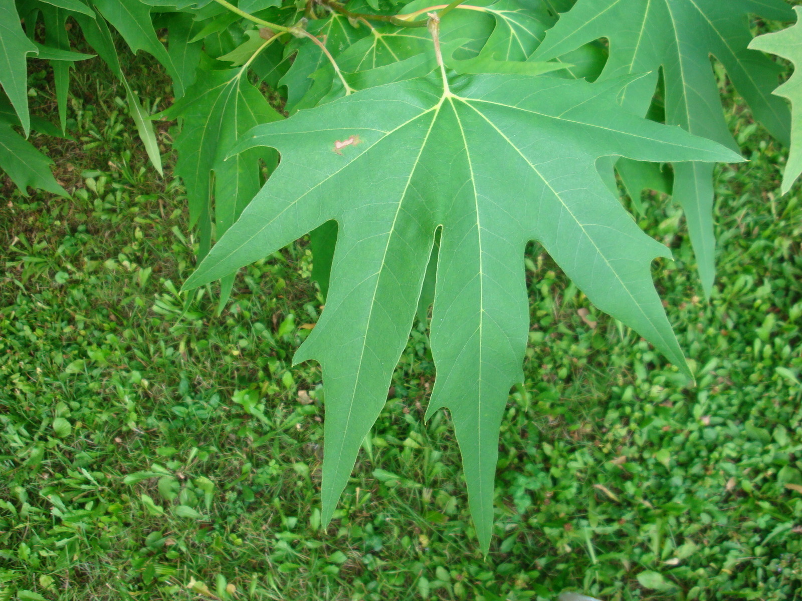 Platanus orientalis ORIENTAL PLANETREE Tree Seeds!