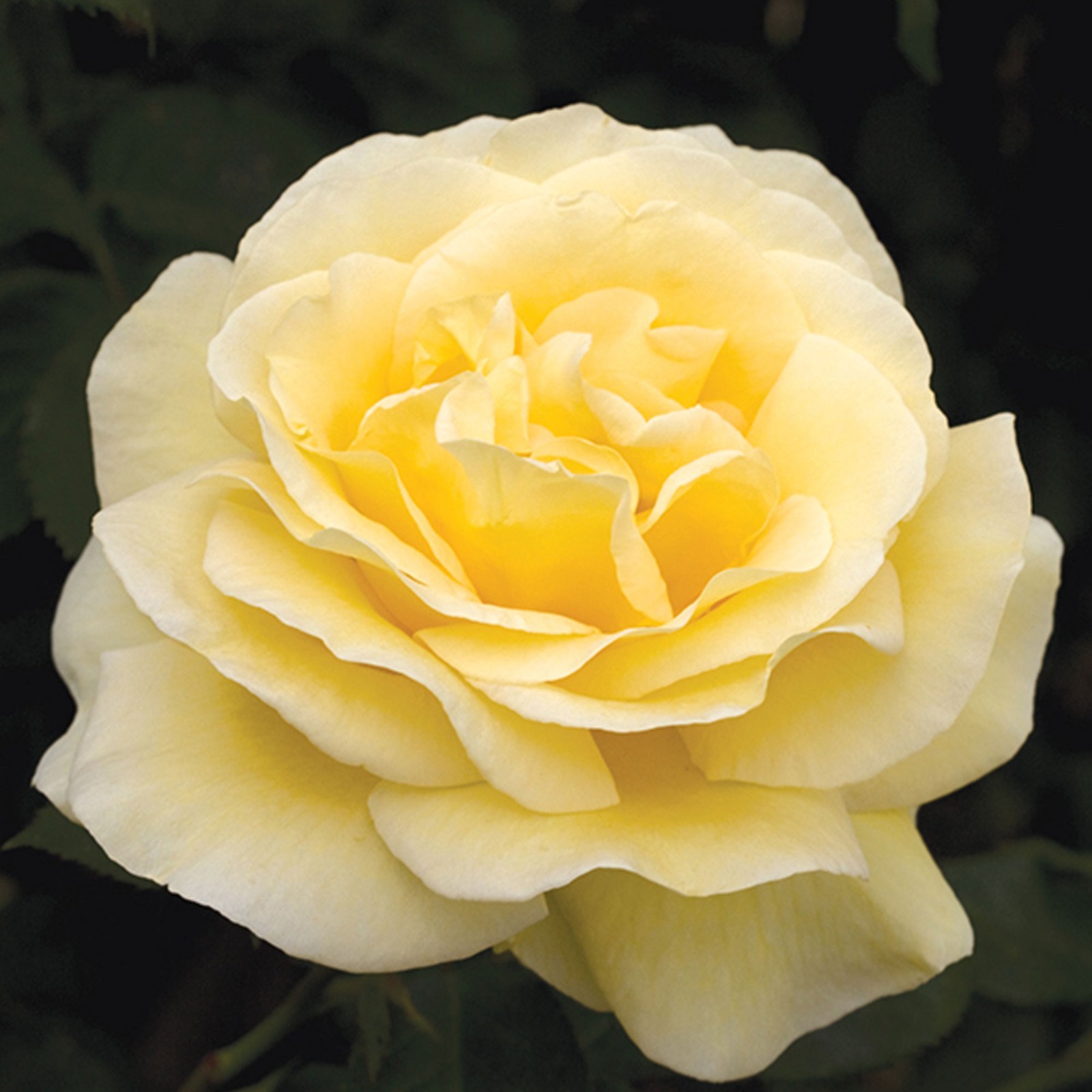 Sunshine Daydream Rose 1.5 Gal Pot, Non-Stop Fragrant Yellow Flowers, Own Root