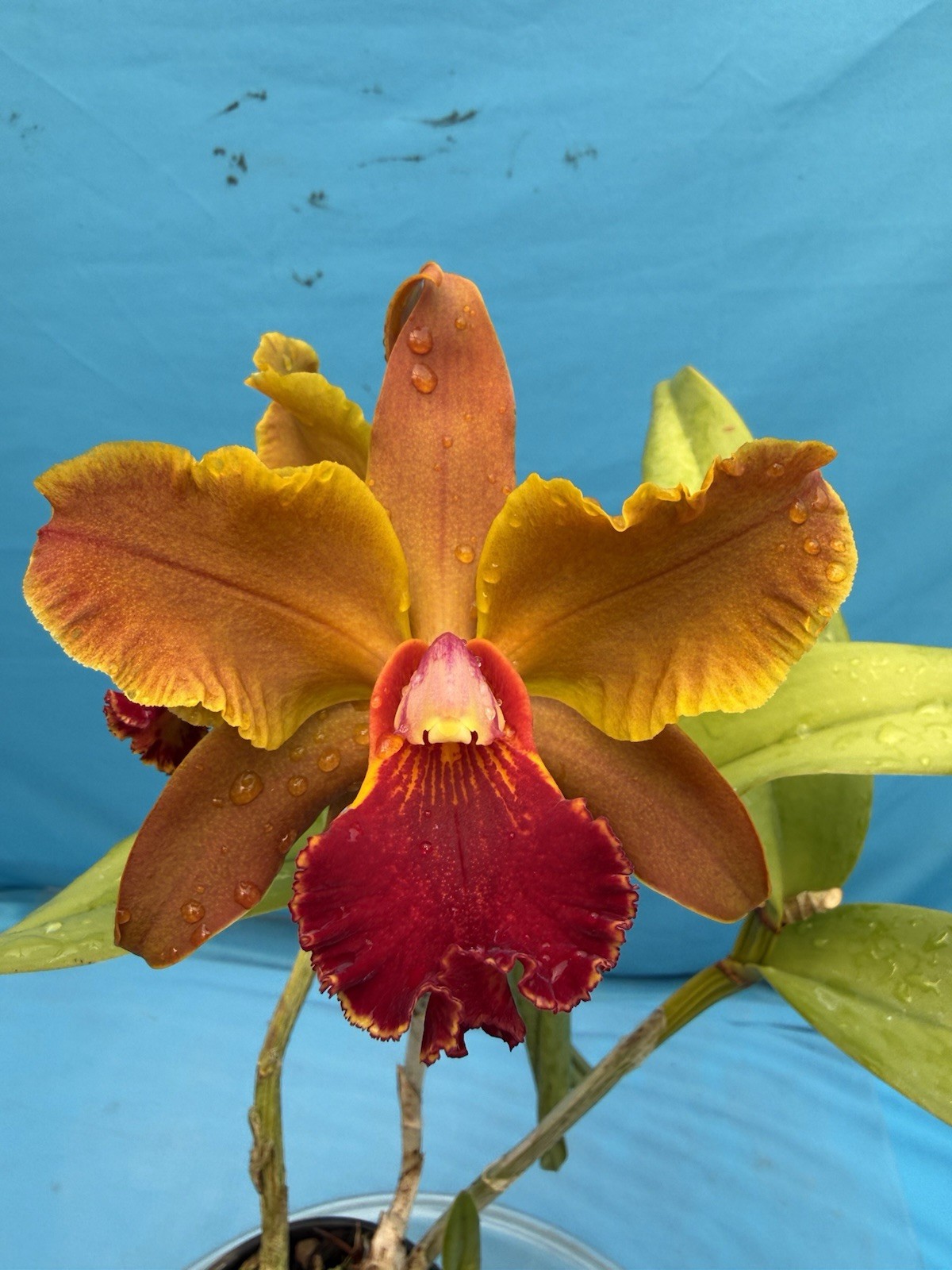 Rlc Kilauea At Night ‘Pu’u O’o’ X C. bicolor ‘Gabriel Amaru’ Orchid Eros 7” Pot