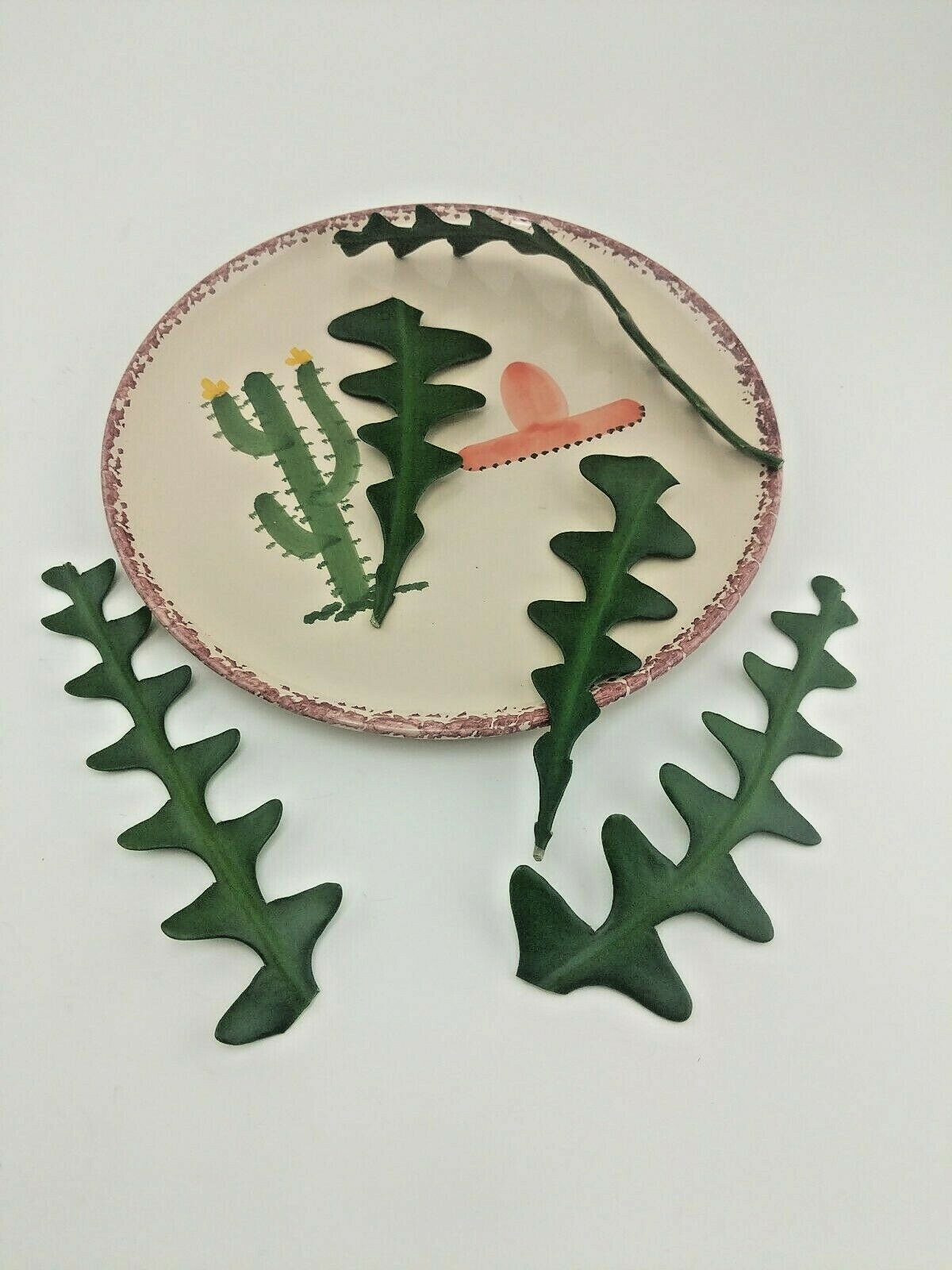 2 Ric Rac Zig Zag Fishbone Cactus 5″ Two Unrooted Cuttings 5 inches from Arizona