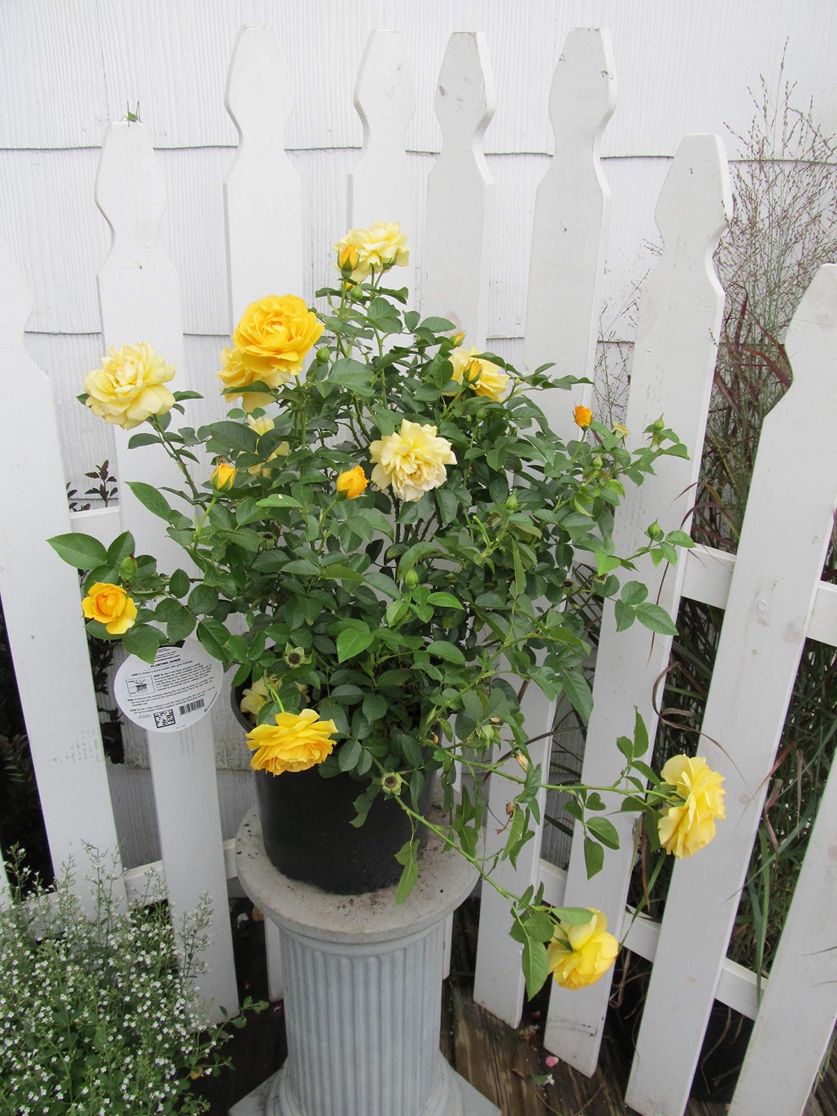 Green Promise Farms Rosa Julia Child Floribunda Rose Rose Yellow Flowers 3 –