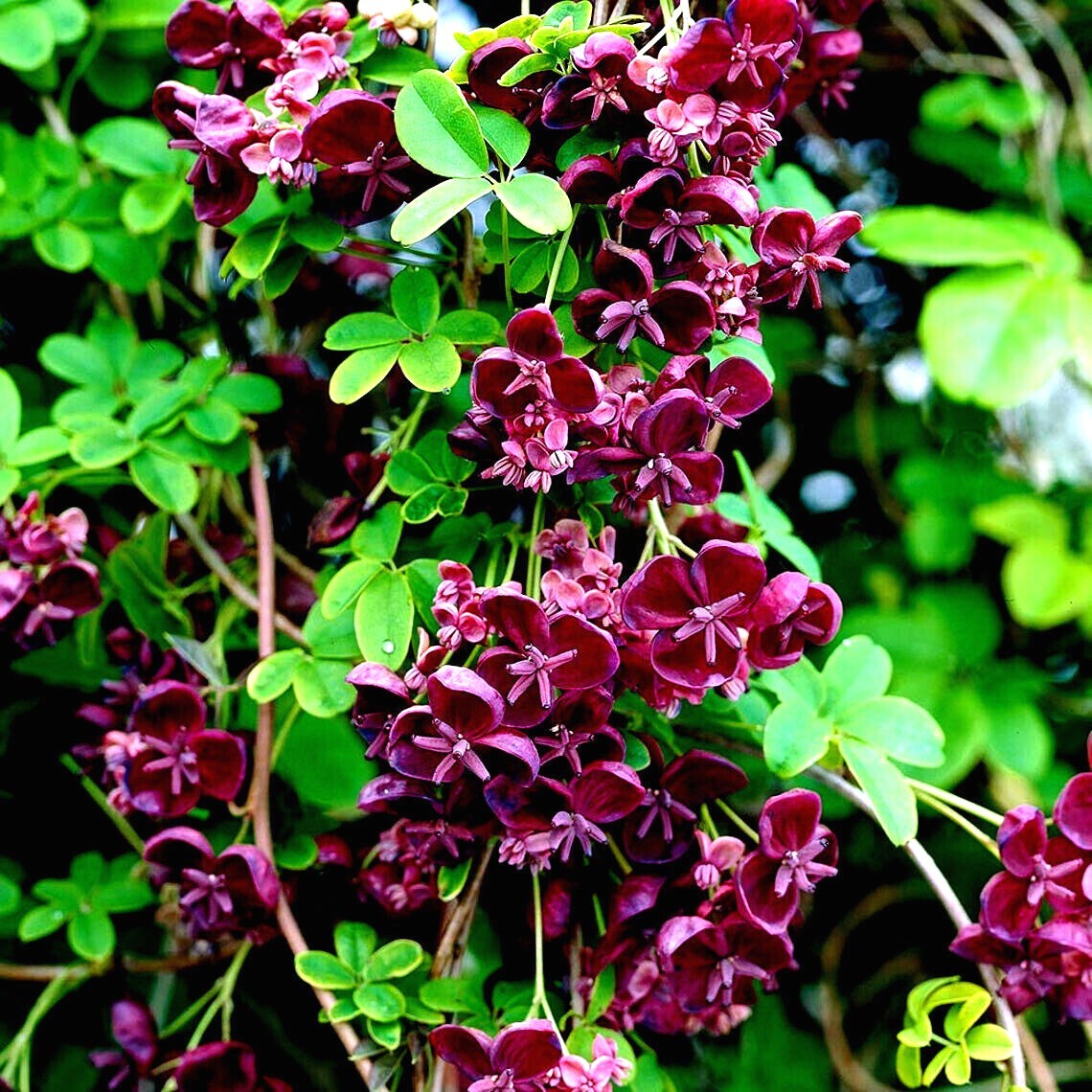 100 – 1,000 CHOCOLATE VINE SEEDS “3-LEAF” (A. trifoliata) Fruit Flower Climber
