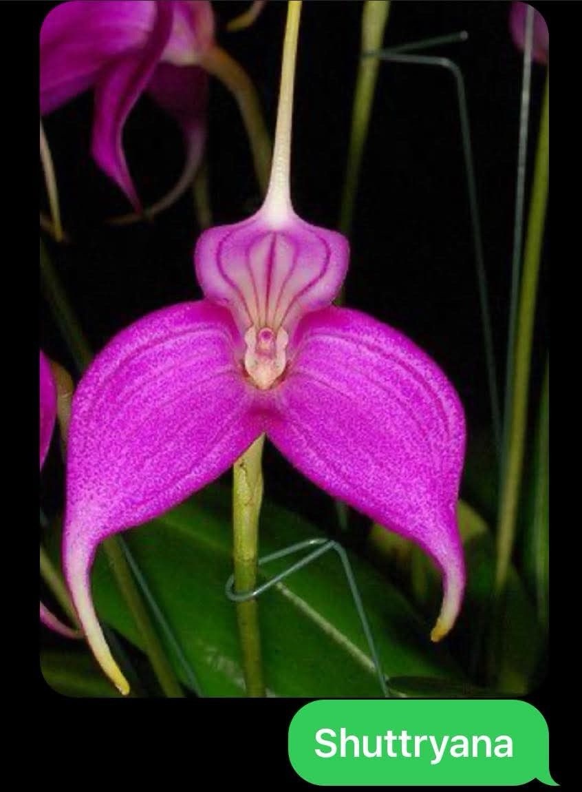 4 Inch Masdevallia shuttryana