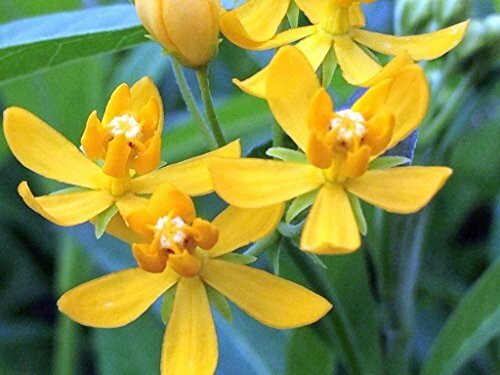 YELLOW MILKWEED Tropical Live Plant Perennial Butterfly Garden Host Asclepias
