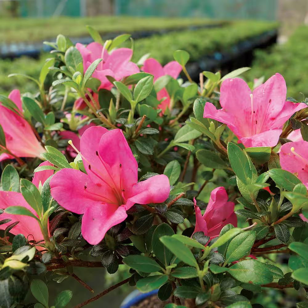 Satsuki Azalea Bonsai Tree Outdoor Plant in Ceramic Bonsai Pot Container, 5-Year