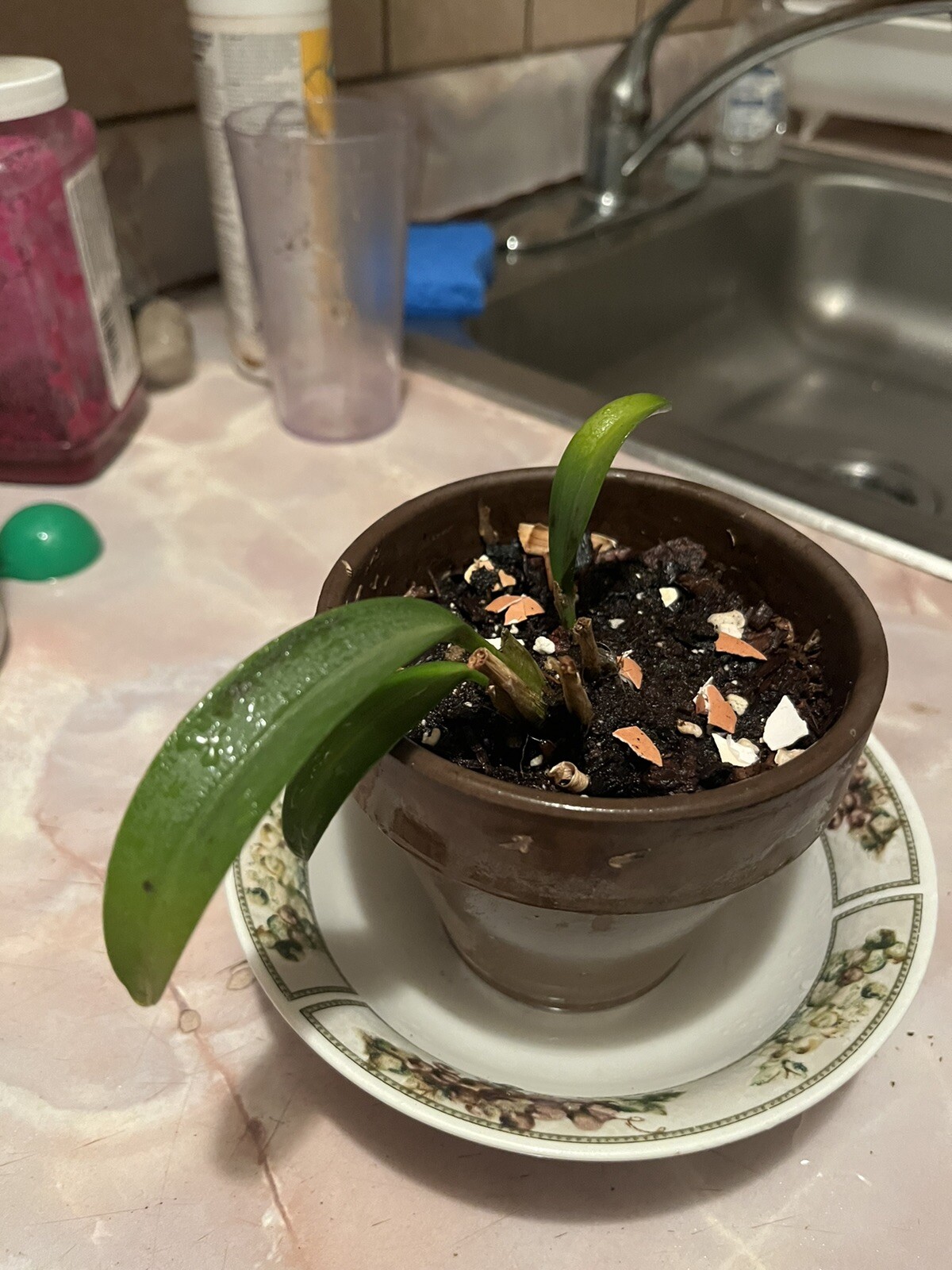 Masdevallia belua