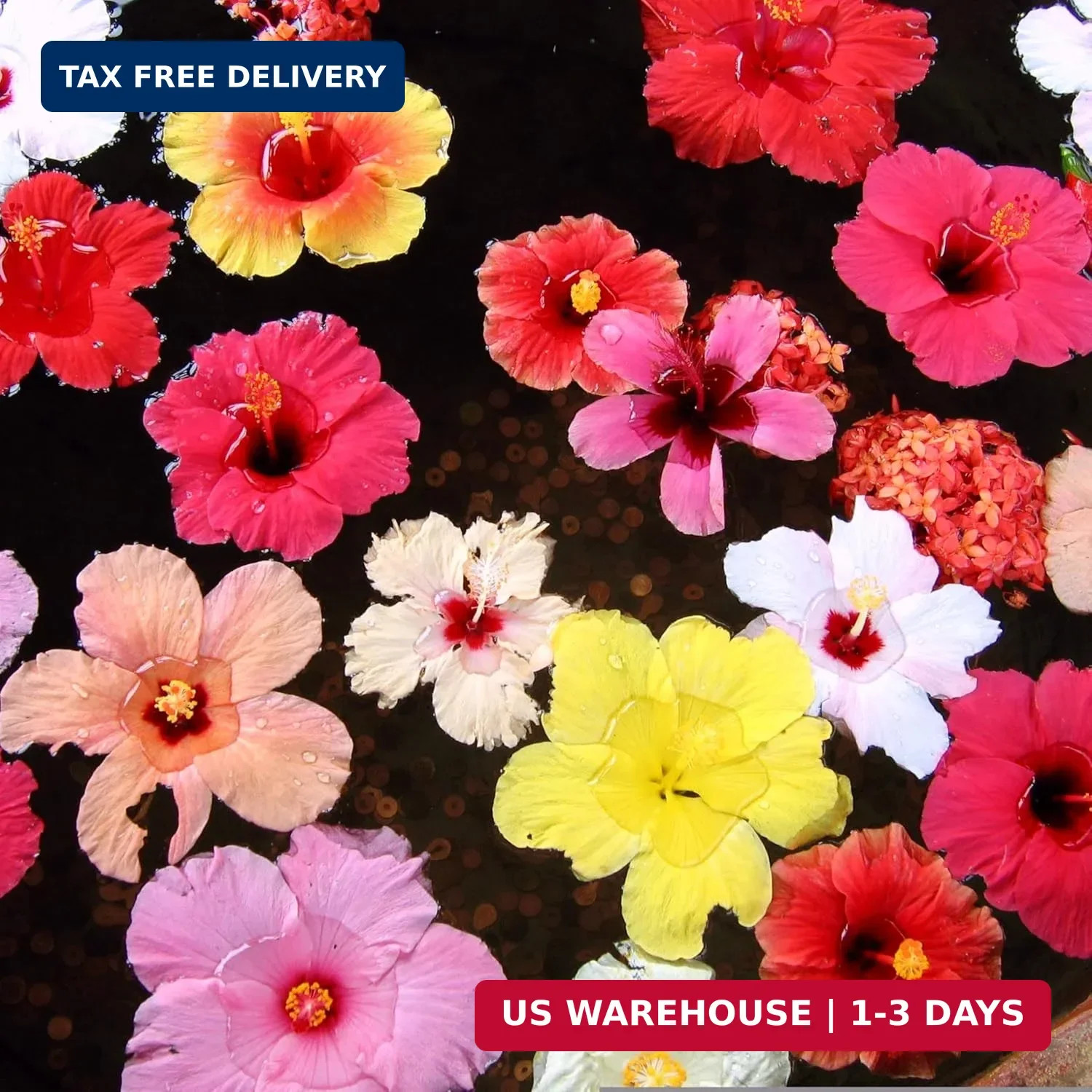 CarpetC199+ Hibiscus Seeds Mixed Colors for Planting – Giant Hardy Perennial Flo