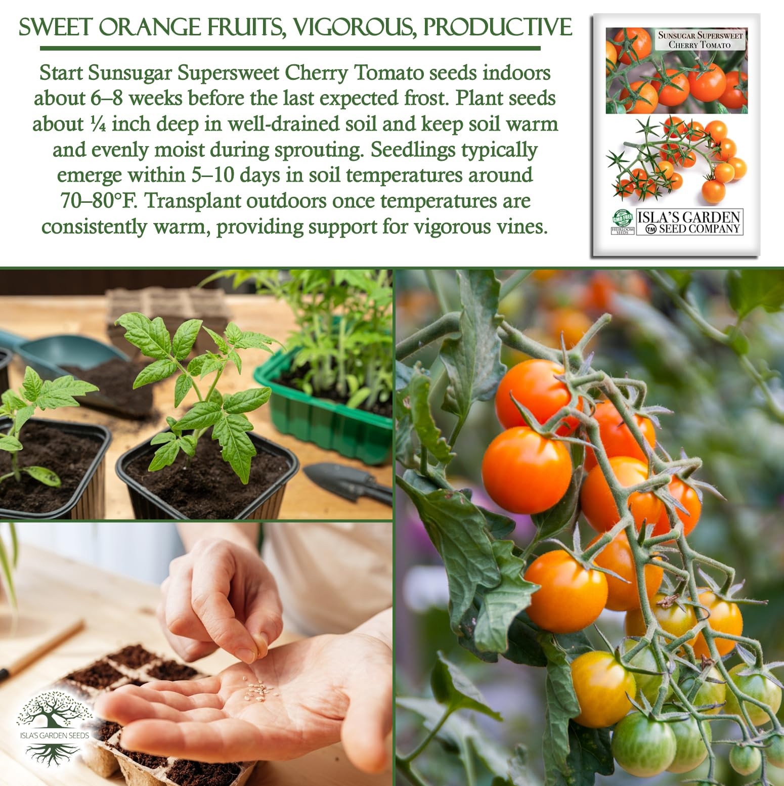 Sunsugar Supersweet Cherry Tomato Seeds Lycopersicon lycopersicum – 20+ Heirl…