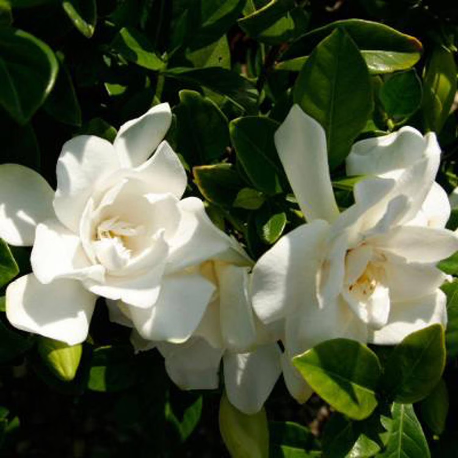 Jubilation Gardenia Live Shrub in 2.5-Quart Grower Pot