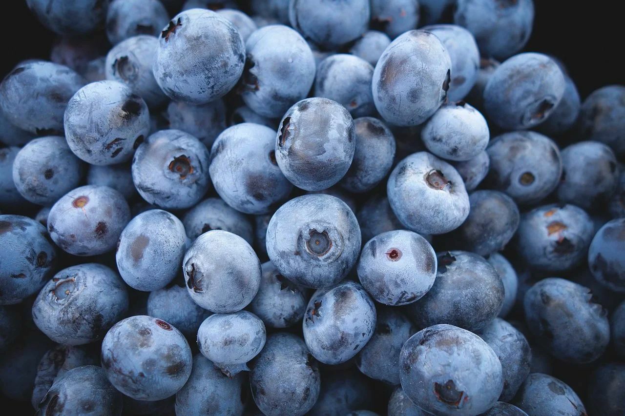100 Highbush Blueberry Seeds