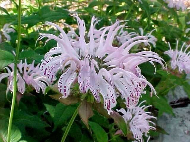 Monarda bradburiana | Eastern Bee Balm | Bradburys Beebalm | 20_Seeds
