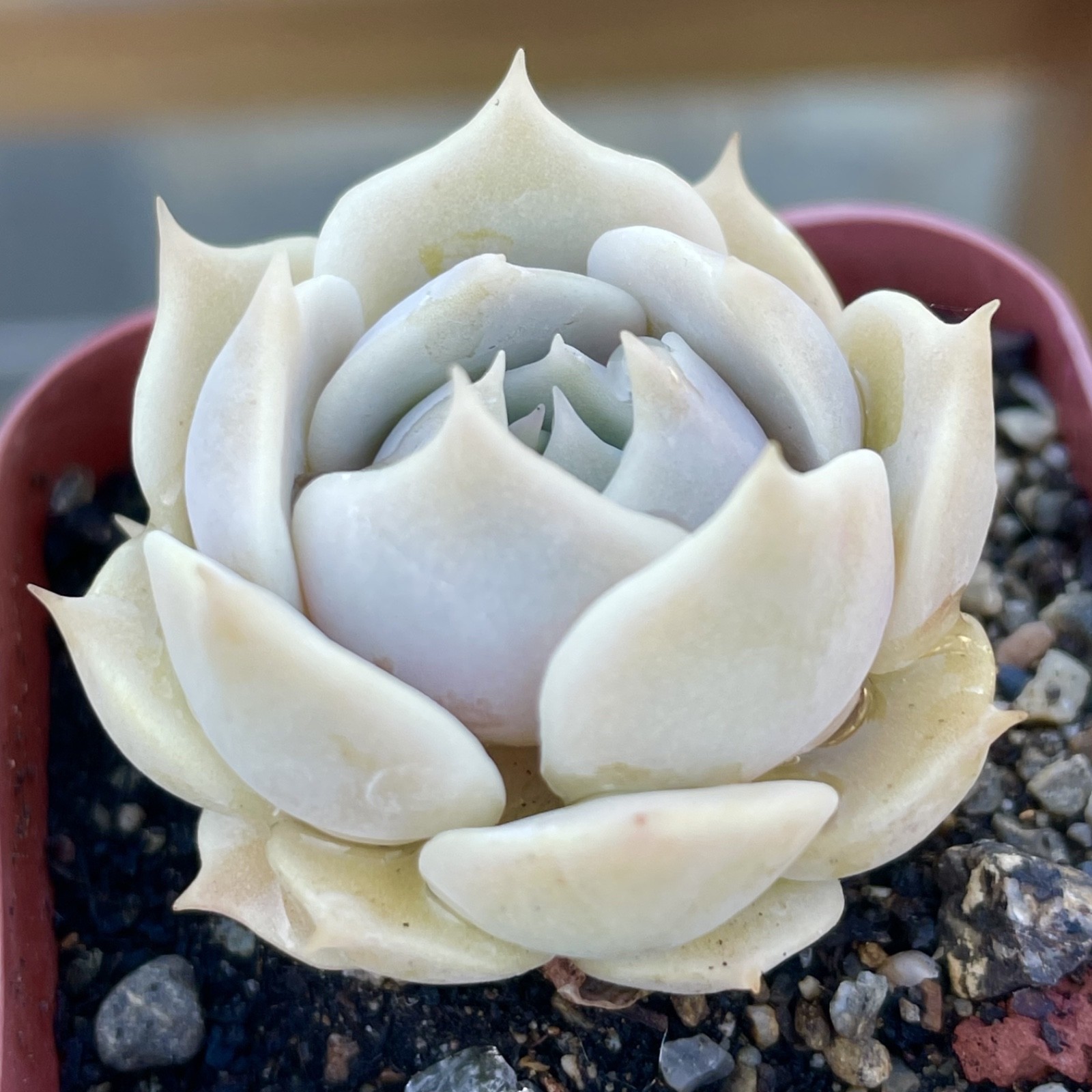 Rare Echeveria Lola Succulent Rooted Live Plant 1-2 Inch Home Decor Gift