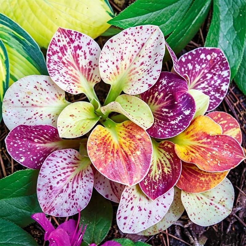 115Pcs Premium Hosta Seeds for Shade Gardens Planting – Perennial Flower…