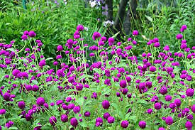 PURPLE GLOBE AMARANTH/EASY TO GROW FLOWER FRESH 50SEEDS