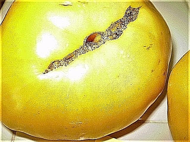 Pike County Yellow tomato BIG yellow heirloom non-gmo YUMM!