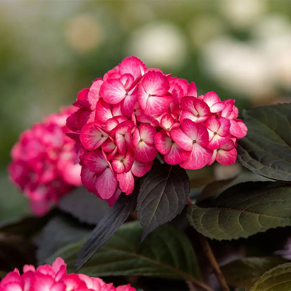 2 Gal. Eclipse Bigleaf Hydrangea Shrub with Dark Purple Foliage and Cranberry Fl