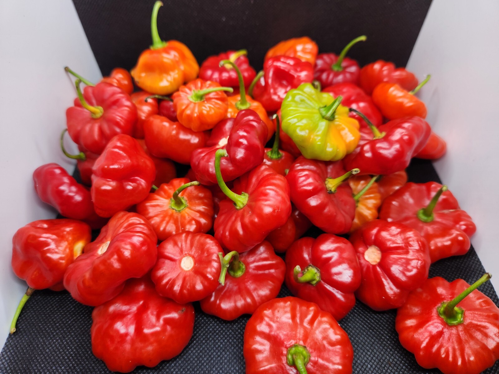 75 Seeds, Aji Dulce Puerto Rico, 100% Organic, Gustoso, Cachucha, No pesticides