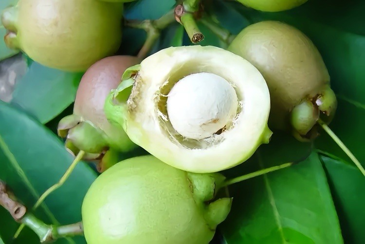 Rose Apple Syzygium Jambos Tropical Fruit Live Plant Ready To Plant