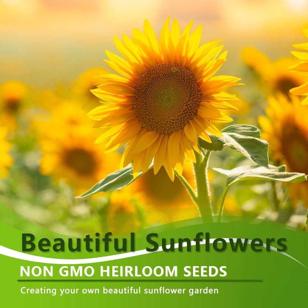 Vibrant 1000+ Heirloom Sunflower Seeds – Attract Pollinators with 15 Mix Packs