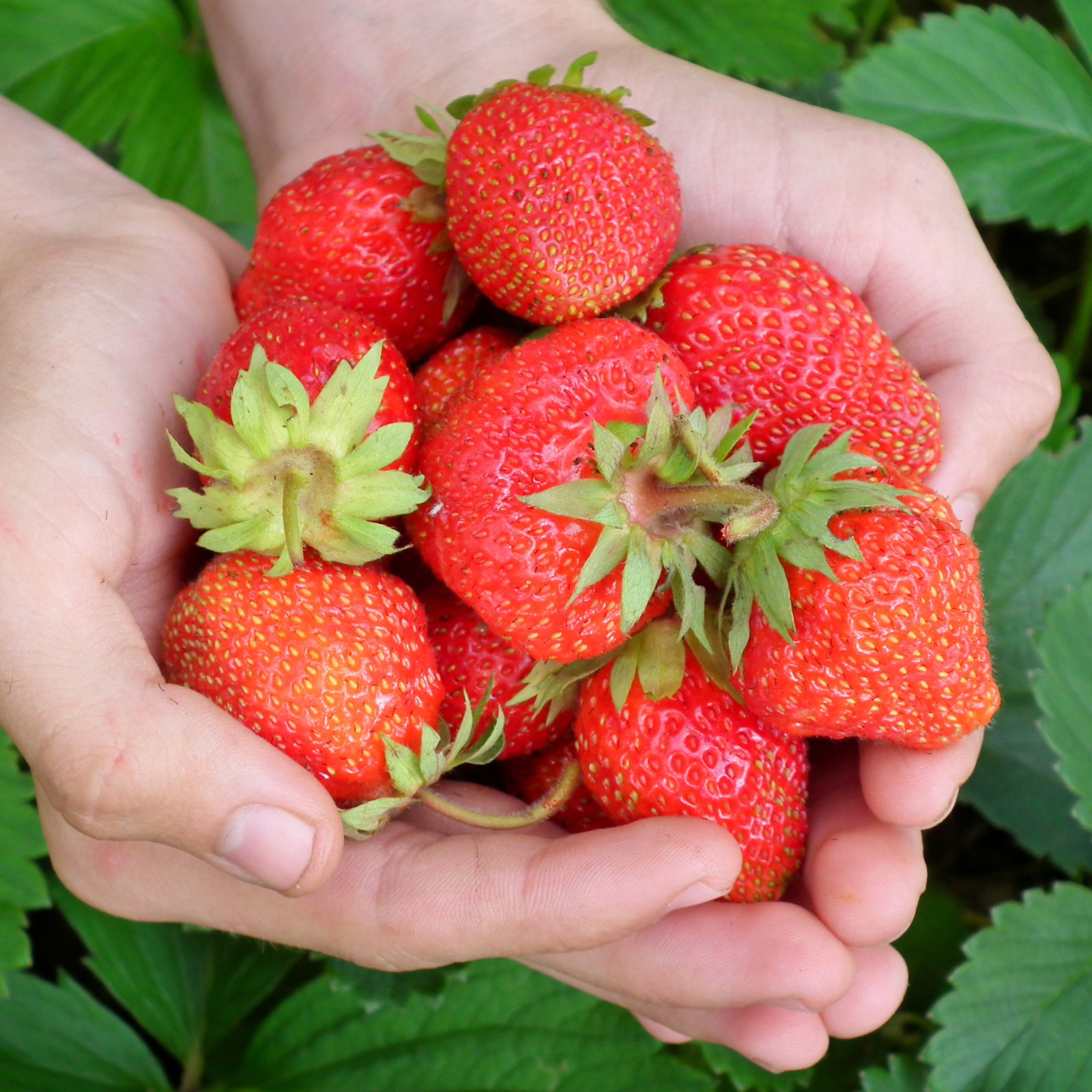 Evie Strawberry Roots – Bare Root Plants | Everbearing Variety