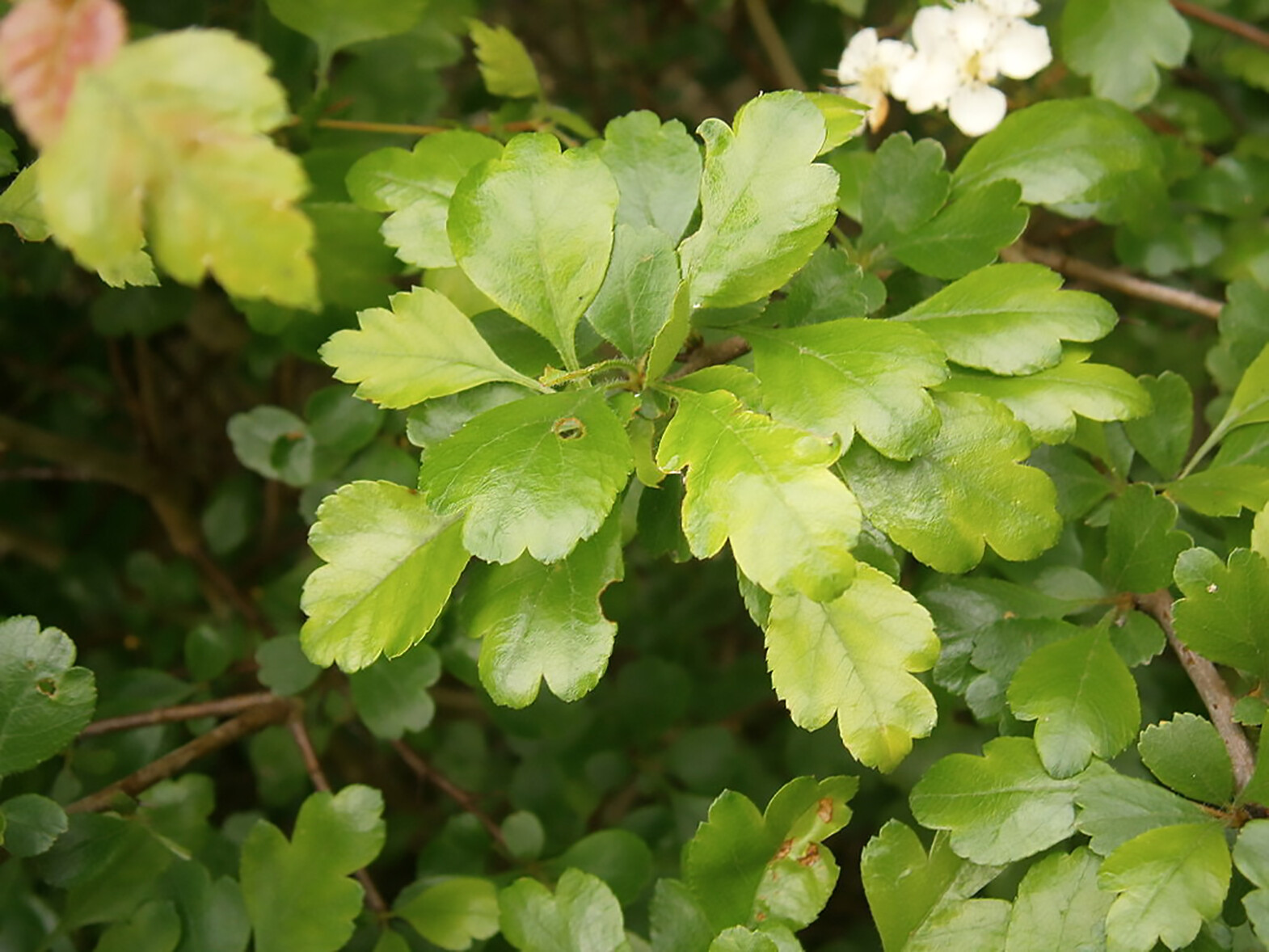 English Hawthorn, Crataegus laevigata, Tree Seeds