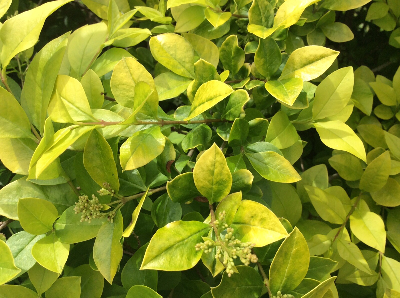 (30) Tree Cuttings Cali Garden Privet Plant Hedge Ligustrum ovalifolium Bonsai