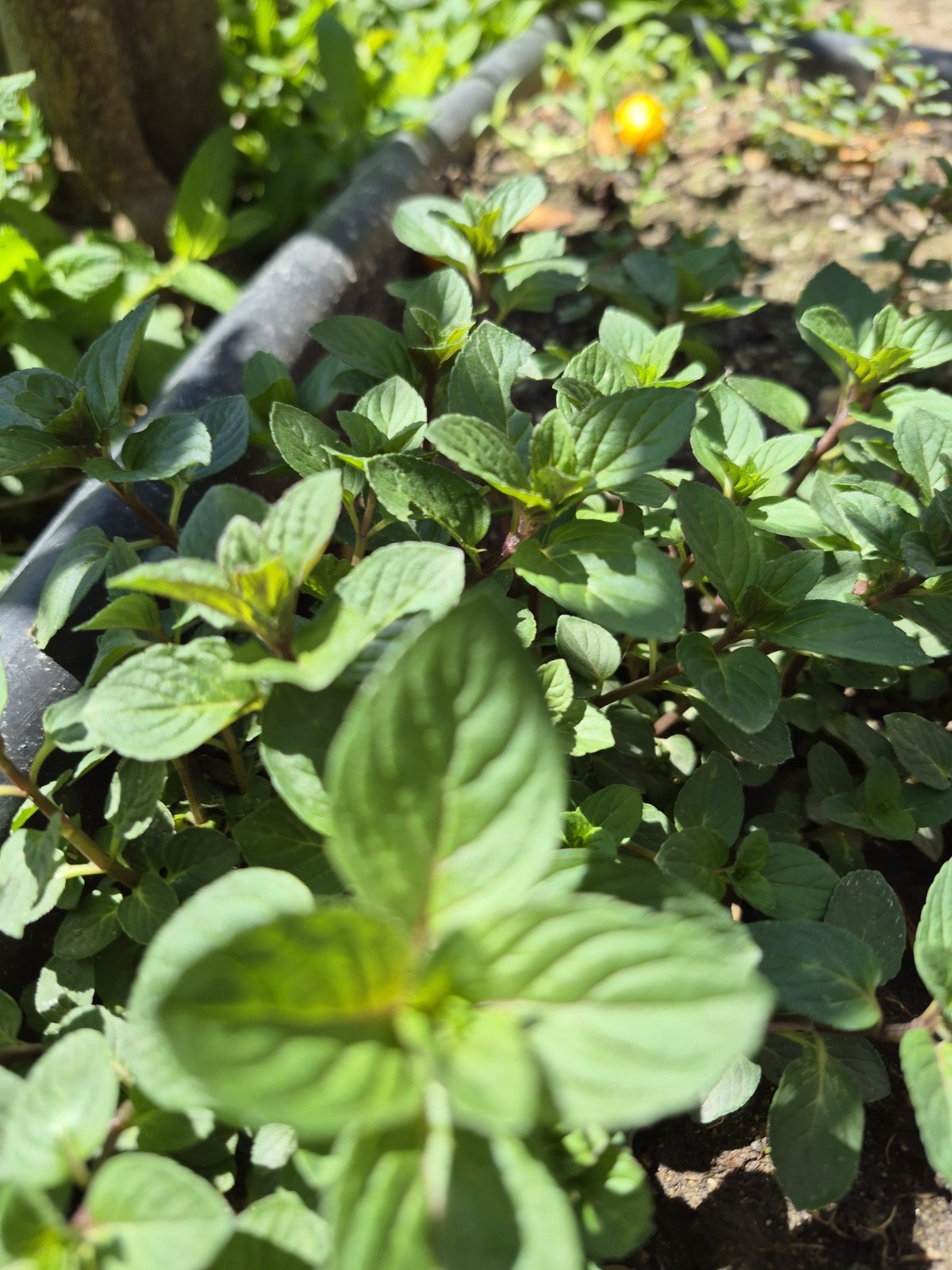 FIVE Chocolate Mint Plants (4-6″) – Mentha Fragrant Perennial Herb