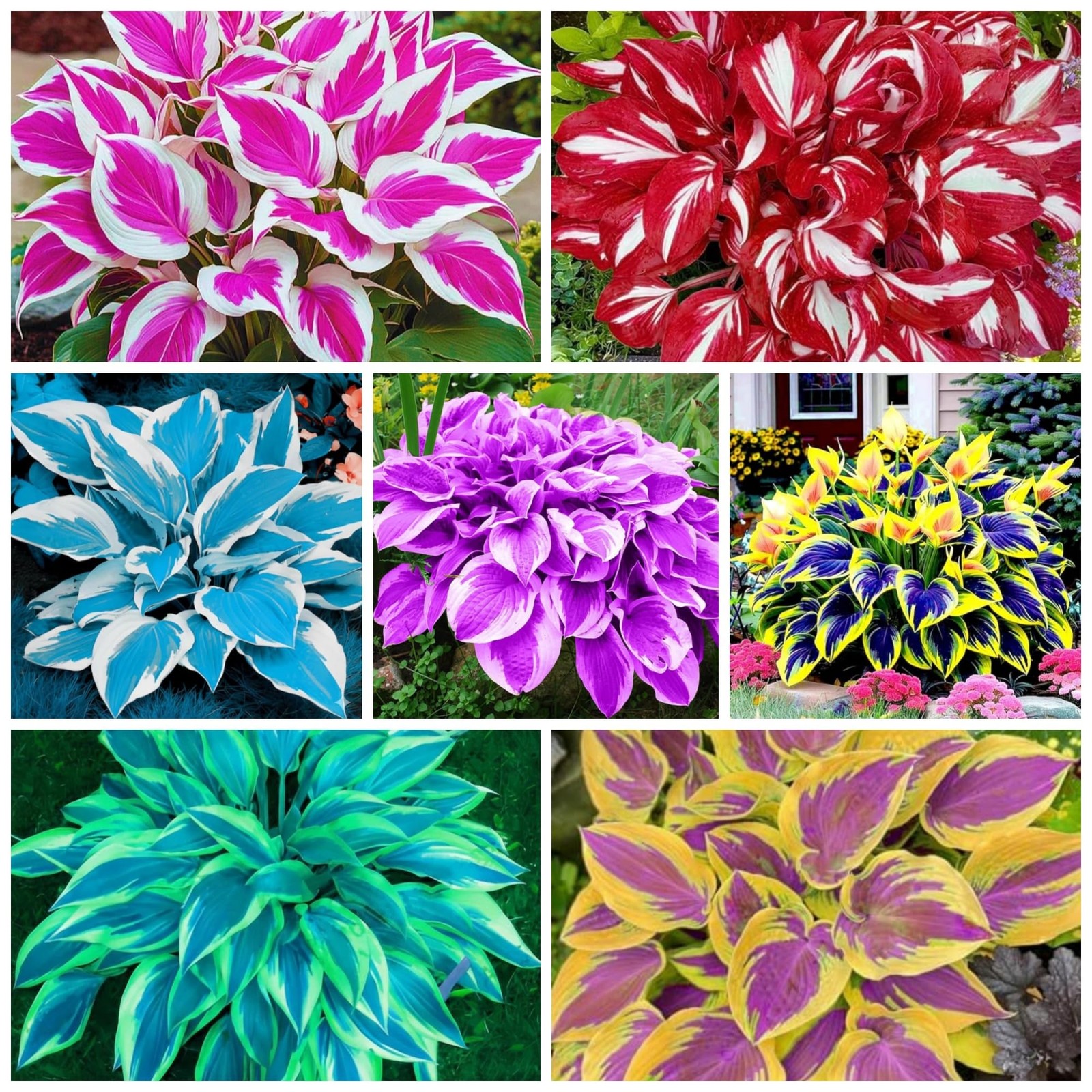 400+ Perennial Rare Hosta Seeds Heart-Shaped Bare Roots – Rich