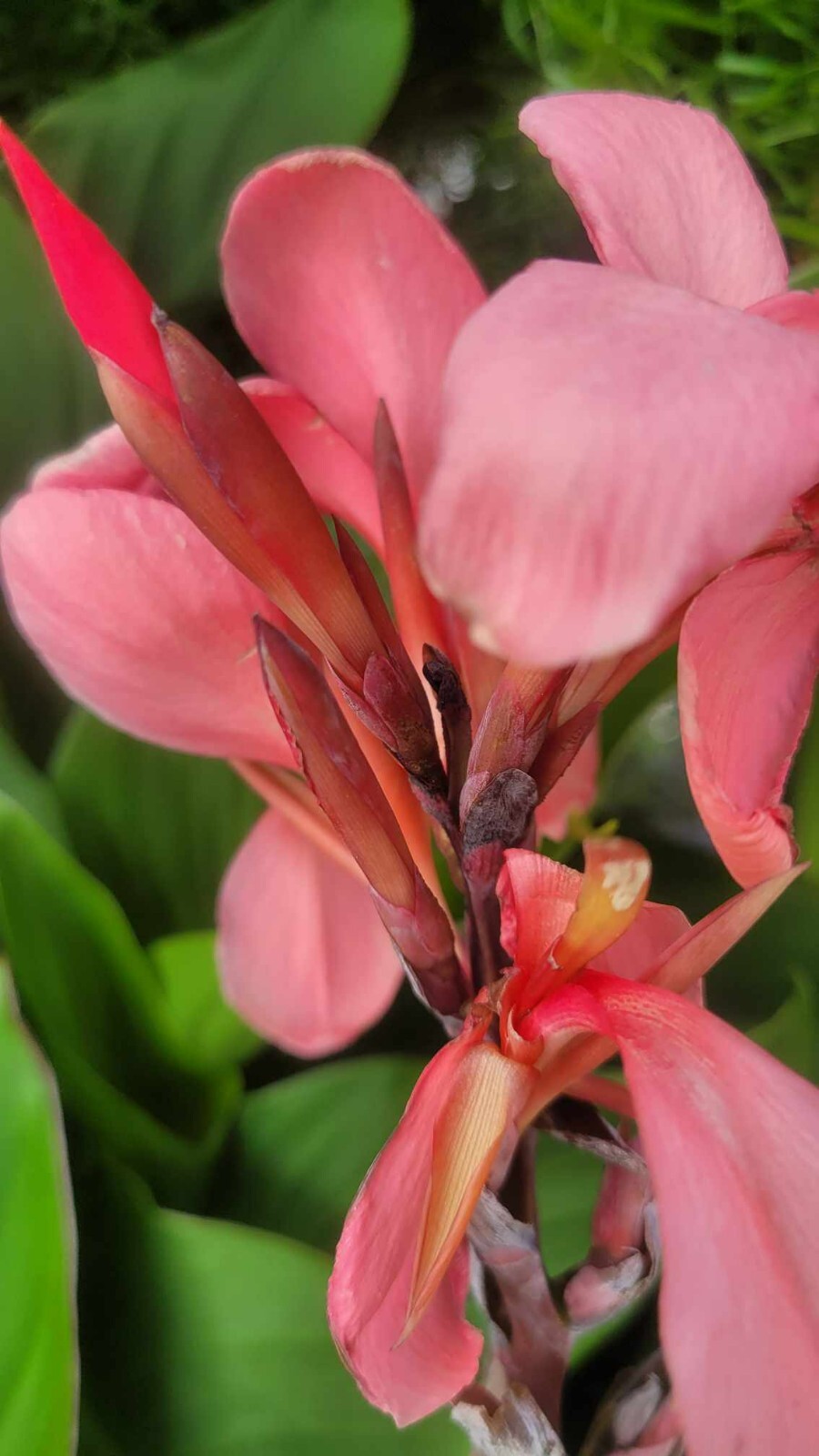 Canna Cannova Rose Dwarf Pink Canna Lily Live Rhizome Plant Tropical Flower 4″Po