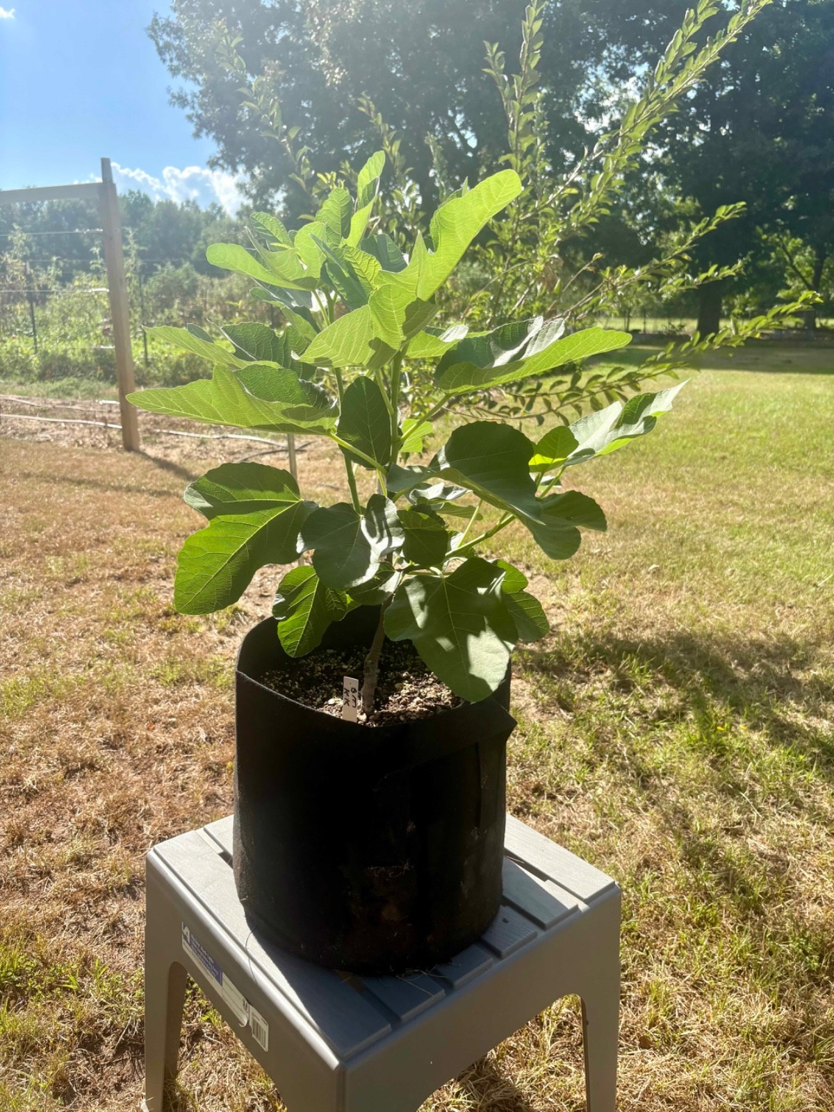 Black Madeira KK Fig Tree – Well Rooted Plant 2 Feet Tall No Shipping to CA & AZ