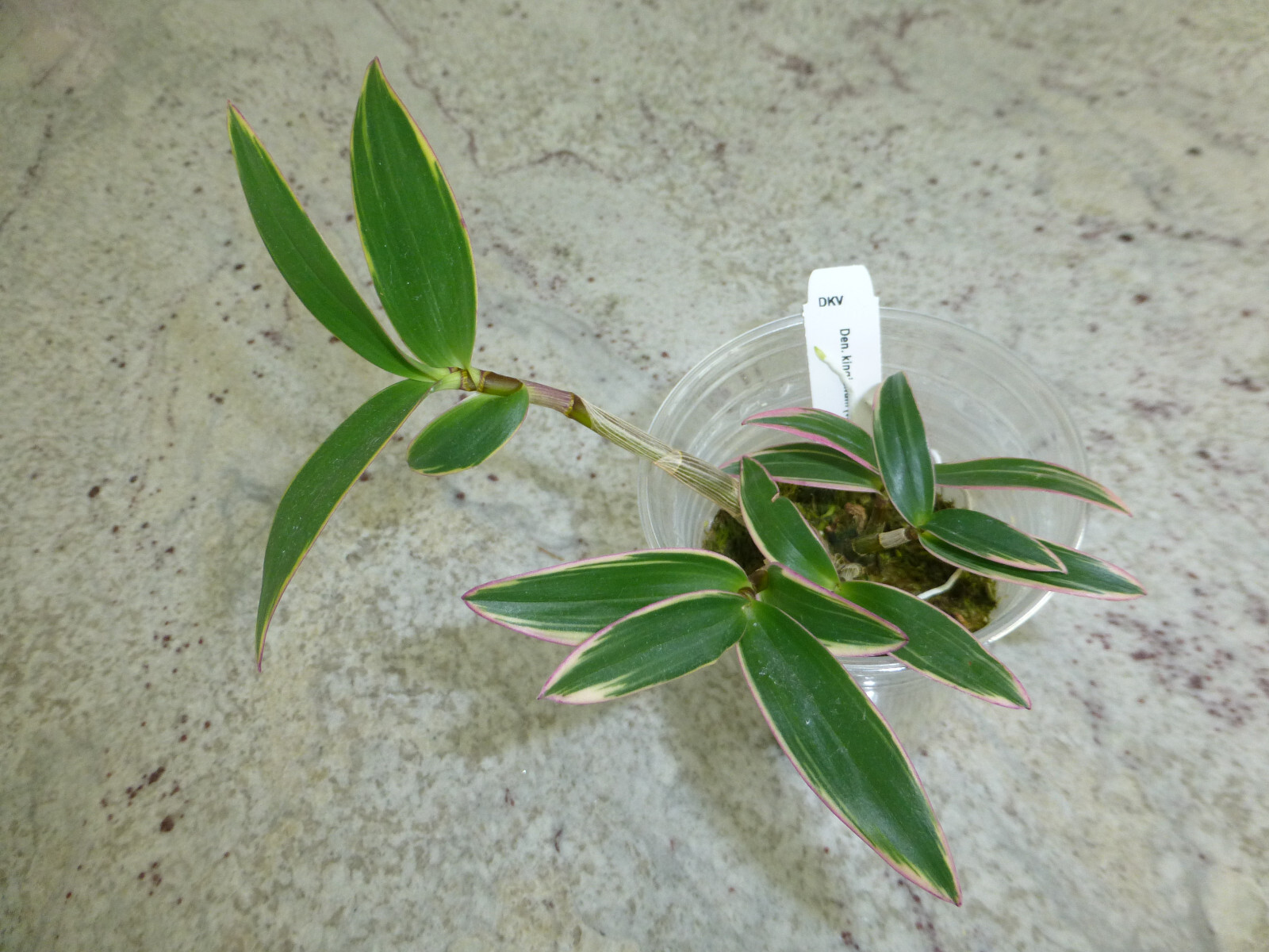 Fragrant Orchid Dendrobium Kingianum variegated Compact Grow In 3″ Pot