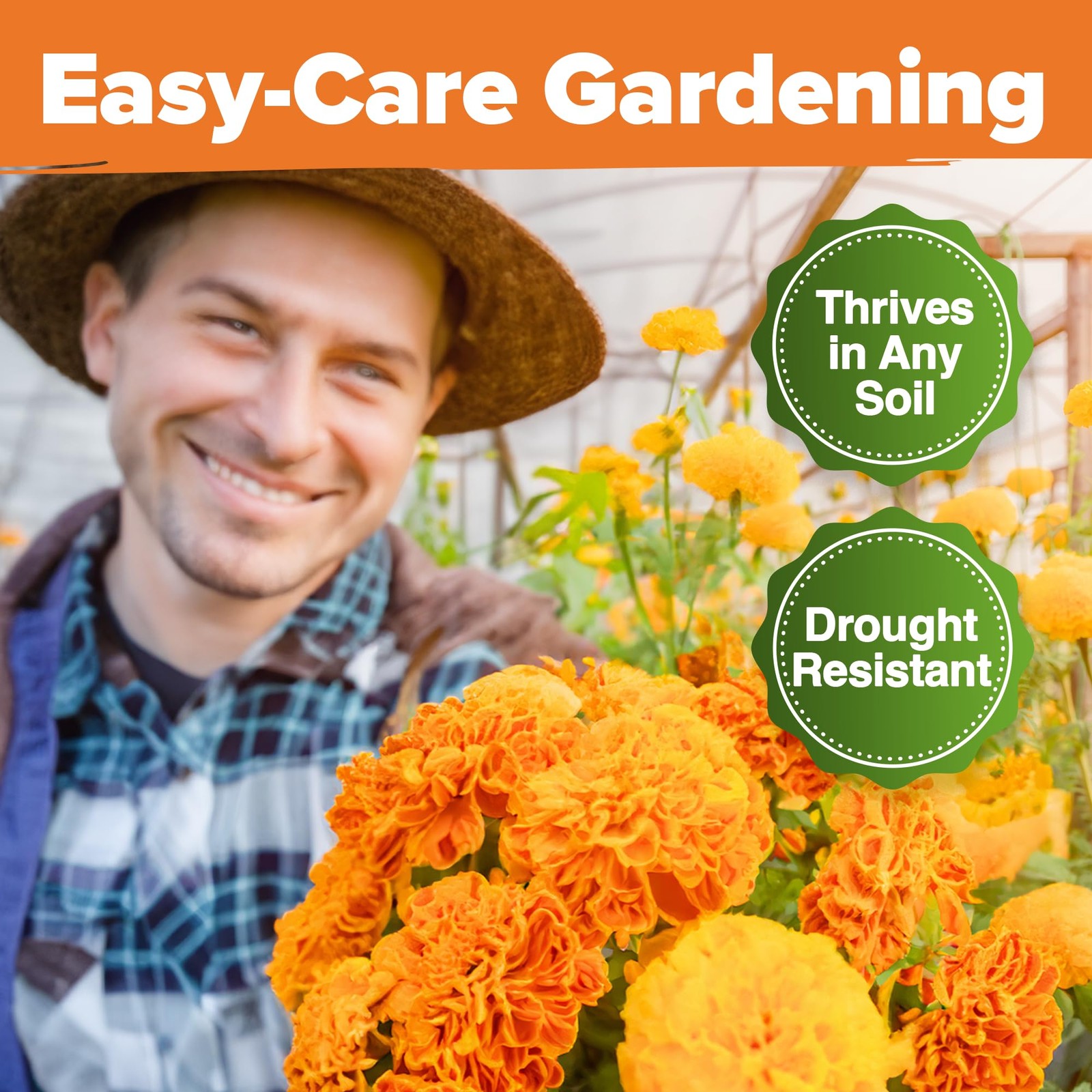 HOME GROWN Crackerjack Marigold Seeds | 4 oz / 35,000 Flower 1-Pack, Orange