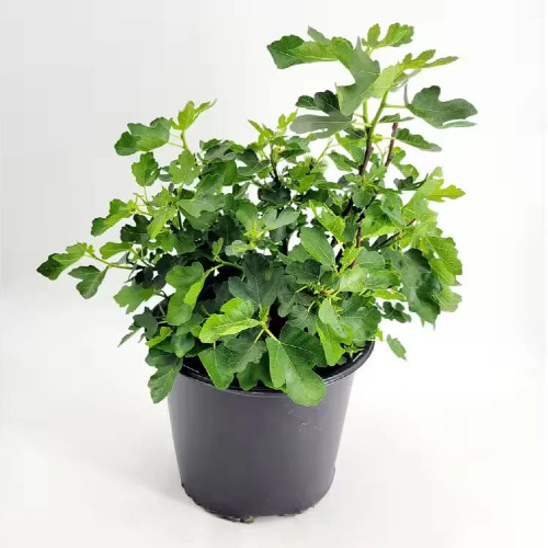 Chicago Hardy’ Fig Tree Plant 3 Gallon with Light Purple Fruit Pink Center NEW