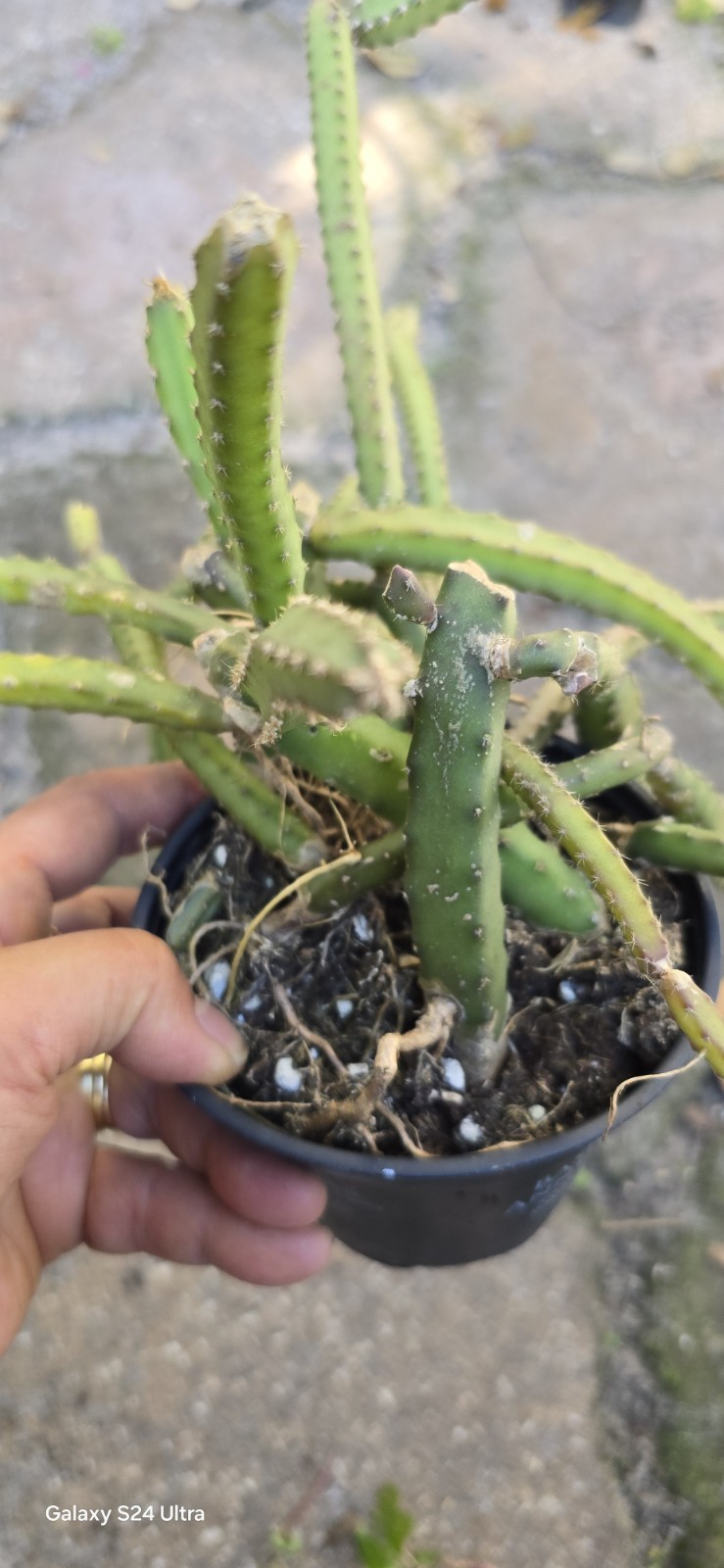 Selenicereus Pteranthus Plant Well Rooted In 4 Inches Nursery Pot