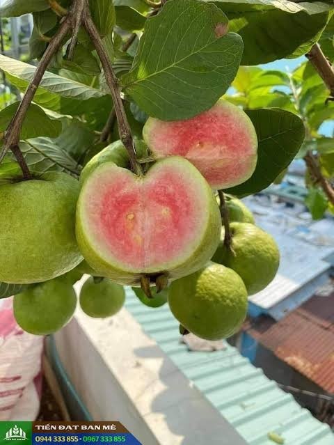Pink Guava Tree 5”-10” Live Tropical Fruit Plant | Sweet Pink Flesh – Organic US