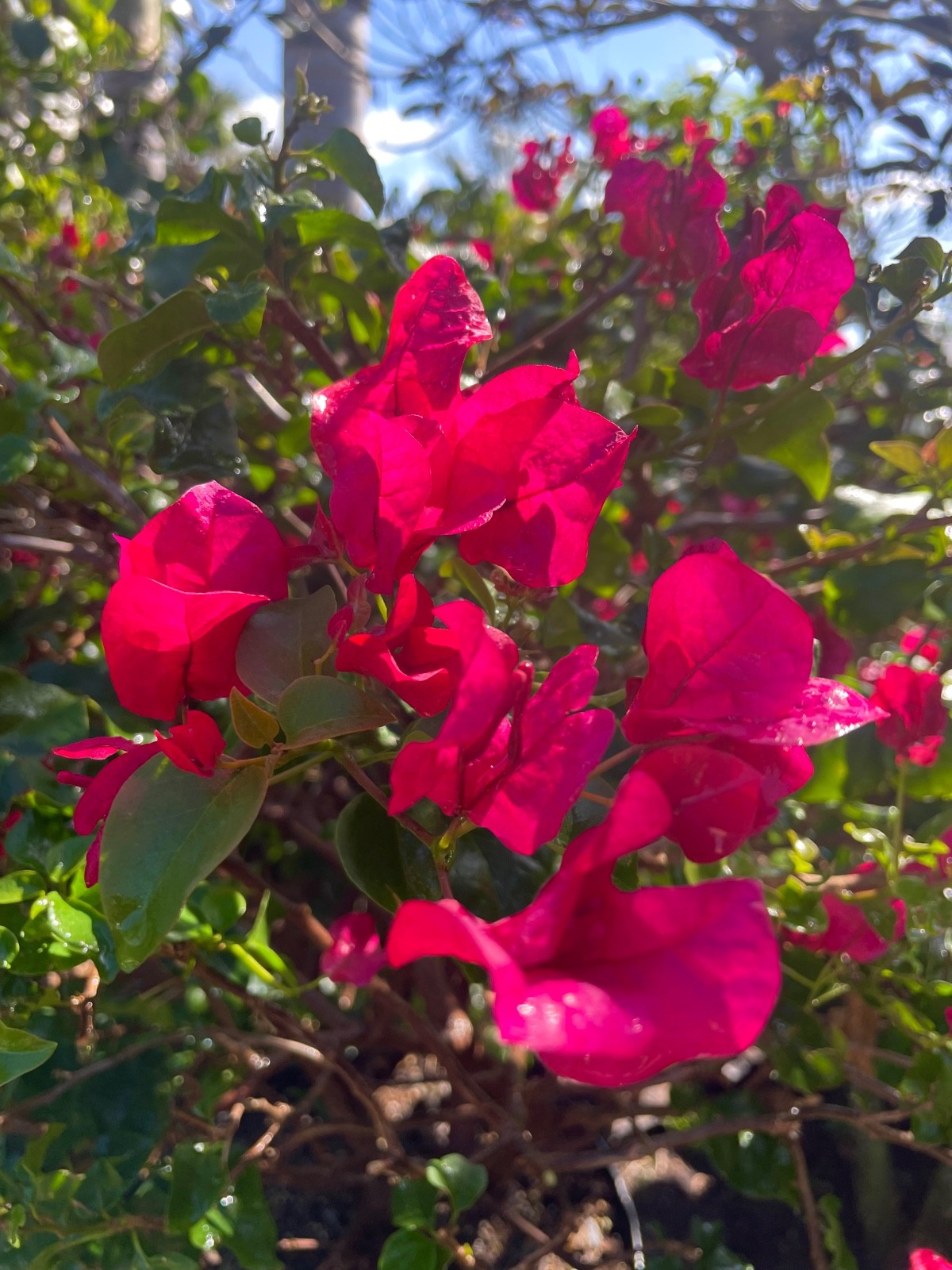 Bonsai Style Pre-bonsai Fuchsia Bougainvillea Tree 6 years