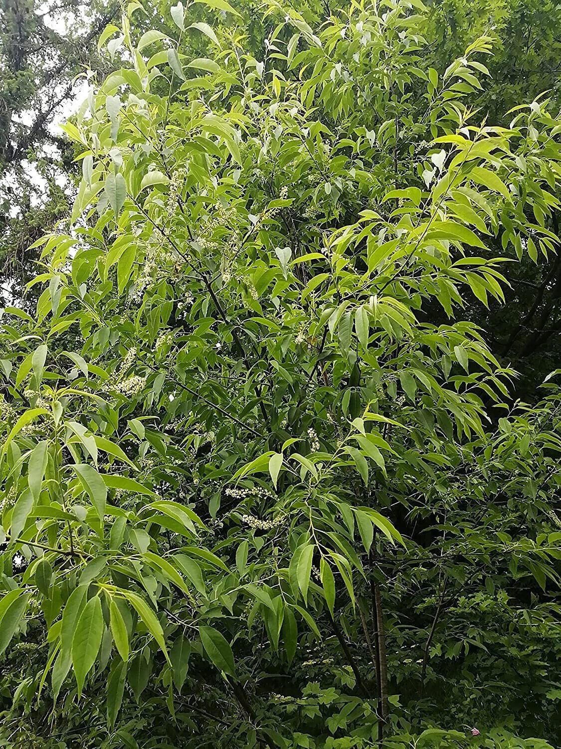 Black Cherry Tree 10 Seeds Prunus serotina Canada Native Wild Black Cherry Rum