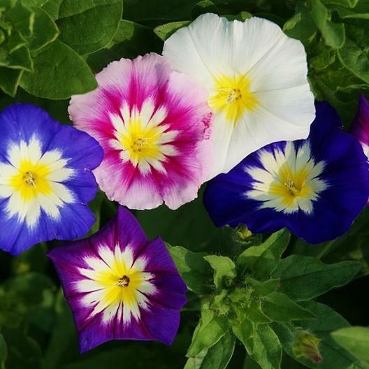 Morning Glory DWARF Mixed Colors Blue Purple+ Container Garden NonGMO 100 Seeds!