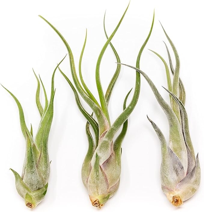 Tillandsia Caput Medusae Air Plants – Wholesale Bulk – Succulent Terrarium Plant