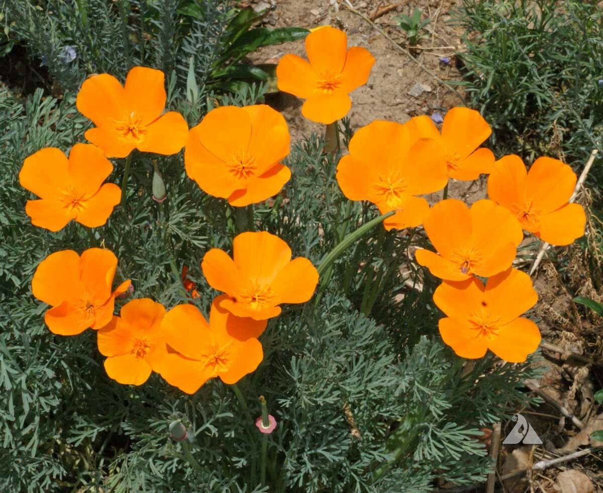 Wildflower Mix LOW GROWING Short Flowers w/ Perennials USA Non-GMO 1000+ Seeds!