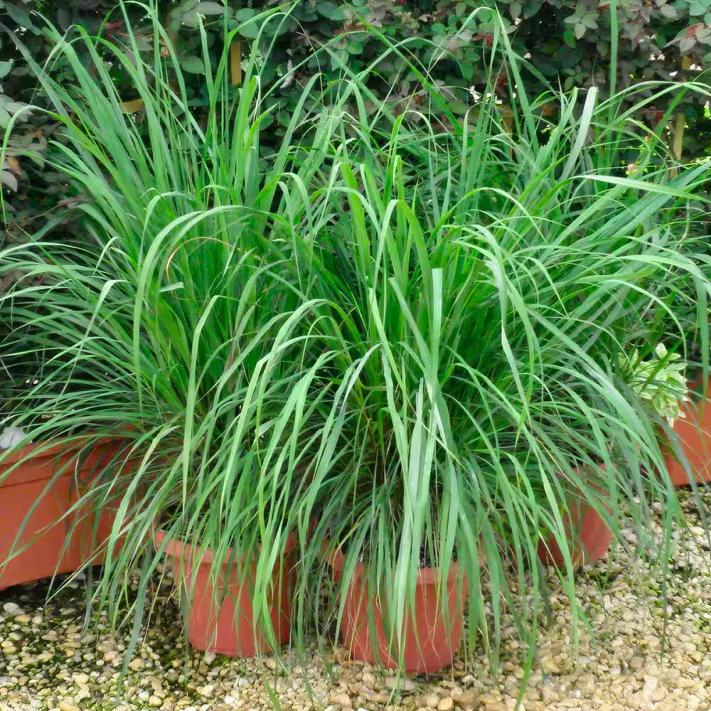 1 Gal. Lemongrass Plant