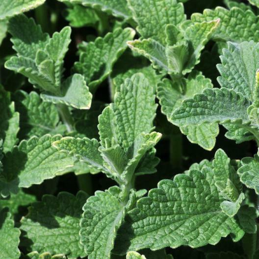 CATNIP Seeds Perennial Herb Cat Lovers Happy Kitty Cat Non-GMO 200 Seeds!