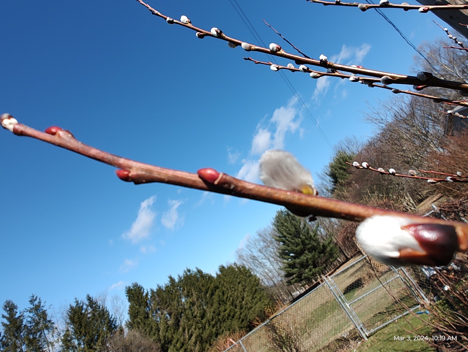 Salix discolor 25 Pussy willow Cuttings No Roots Make Your Own Plants 5 to 7 in