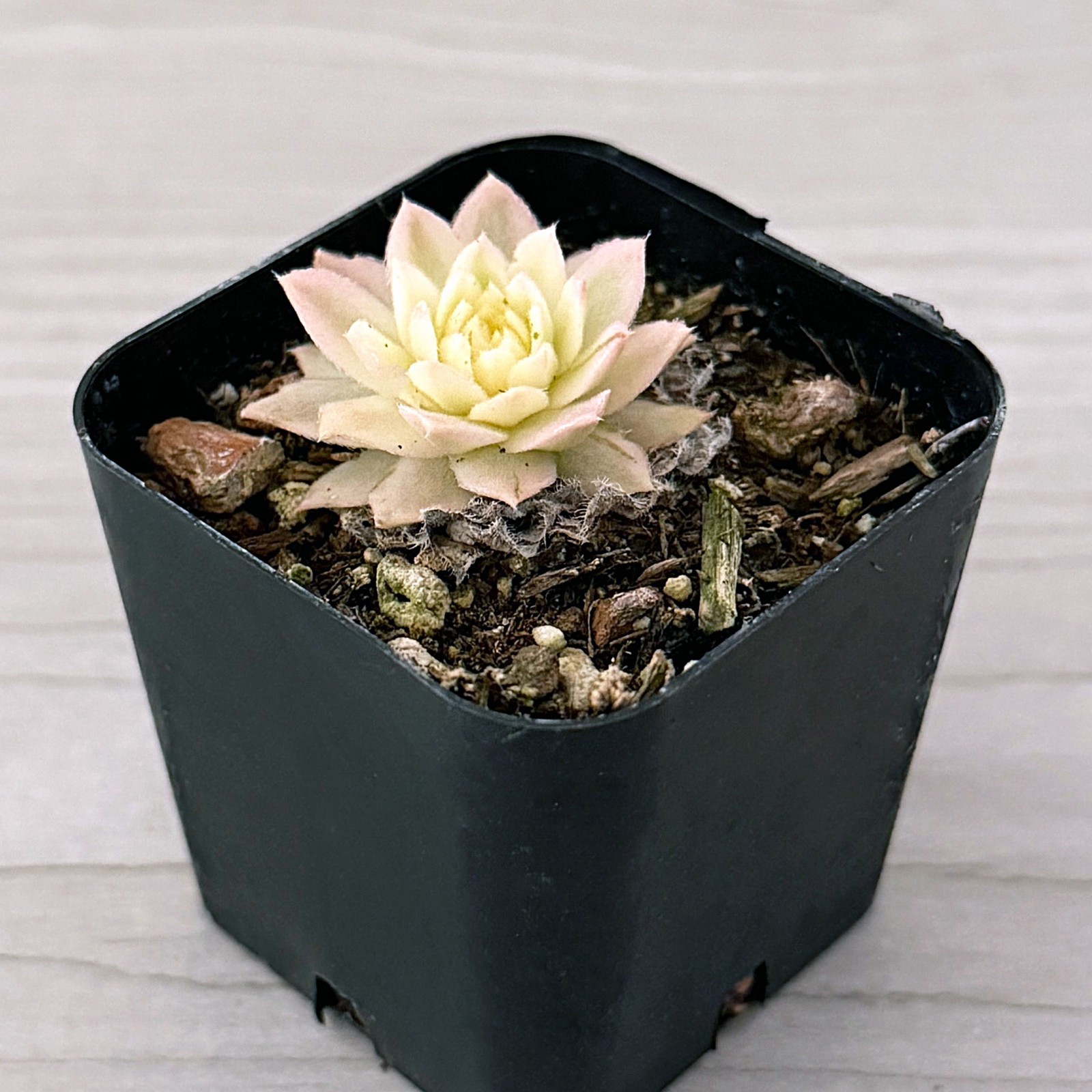 Succulent Pot Plant – Sempervivum : Lotus Blossom – In 2″ Pot
