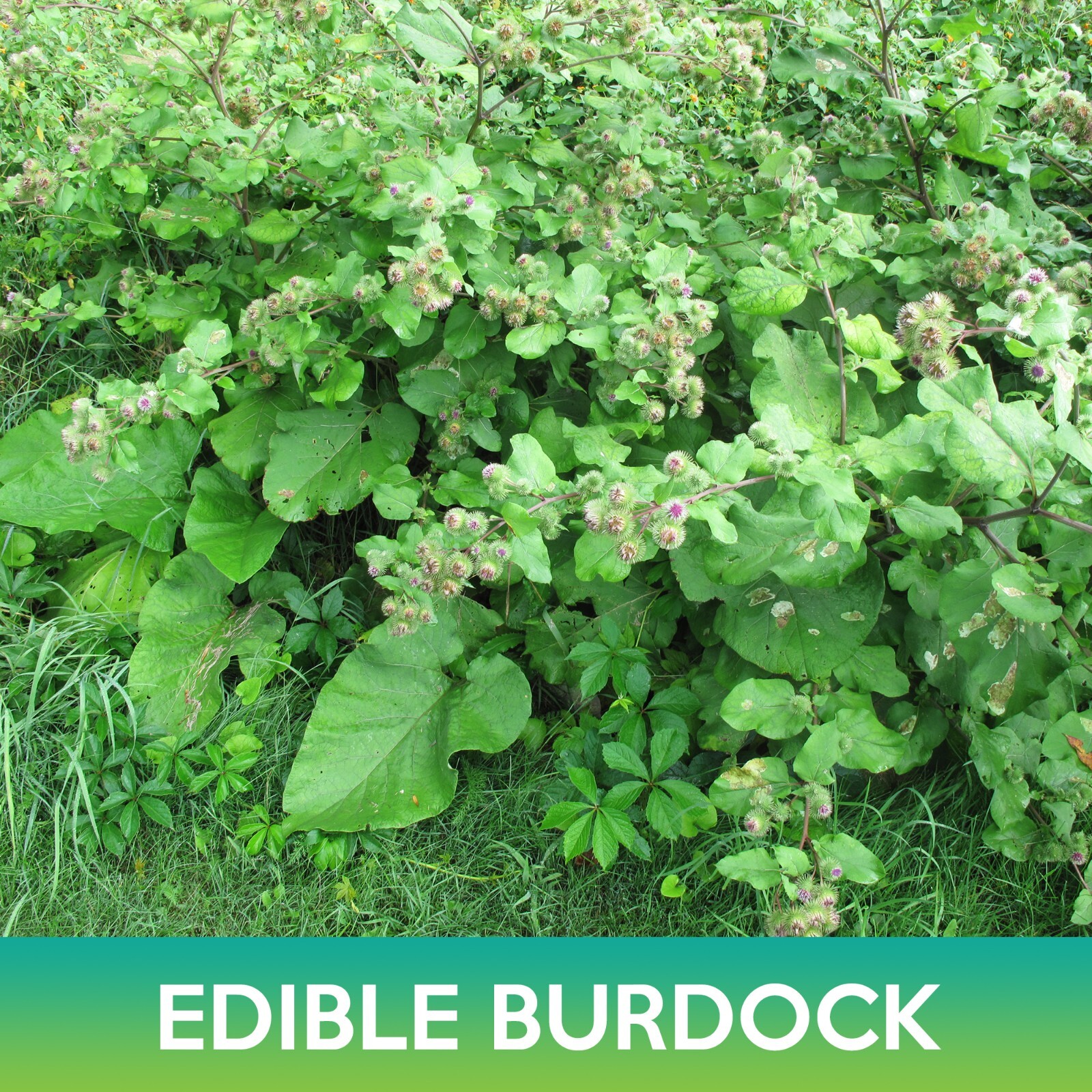Edible Burdock Seeds, Arctium Lappa