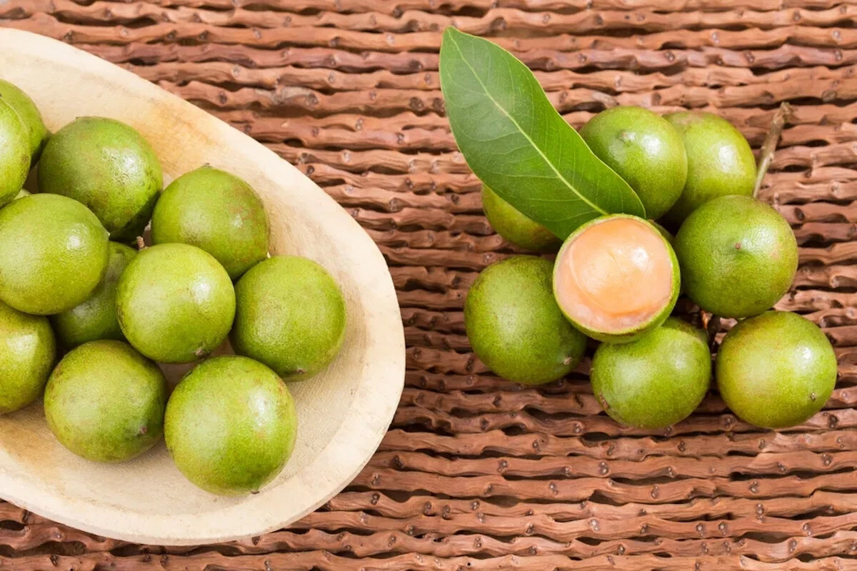 Grafted Spanish Lime Mamoncillo(melicoccus Bijugatus) Live Fruit Tree 8in – 12in