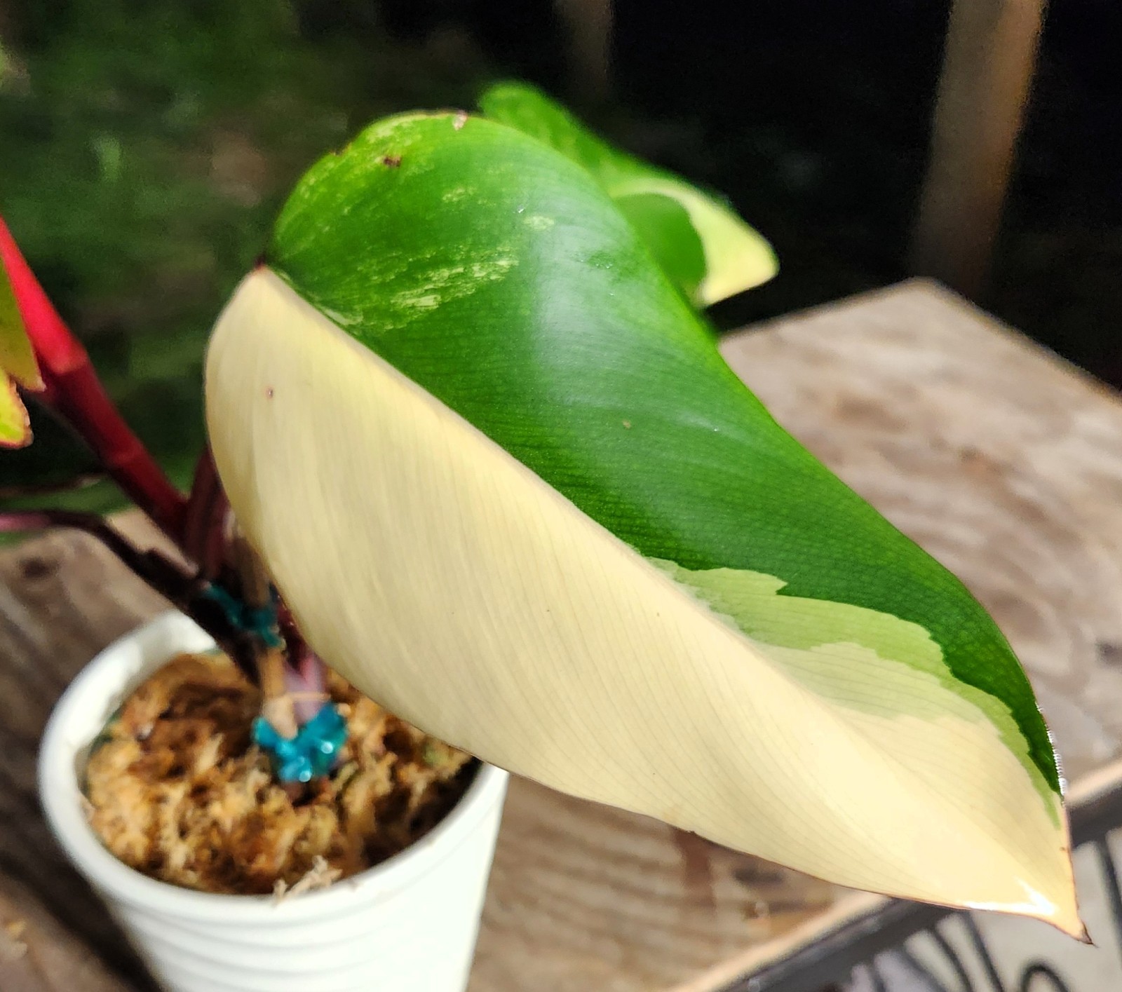 Philodendron Strawberry Shake Plant in 4″ Pot 10″ Tall 17″ Wide