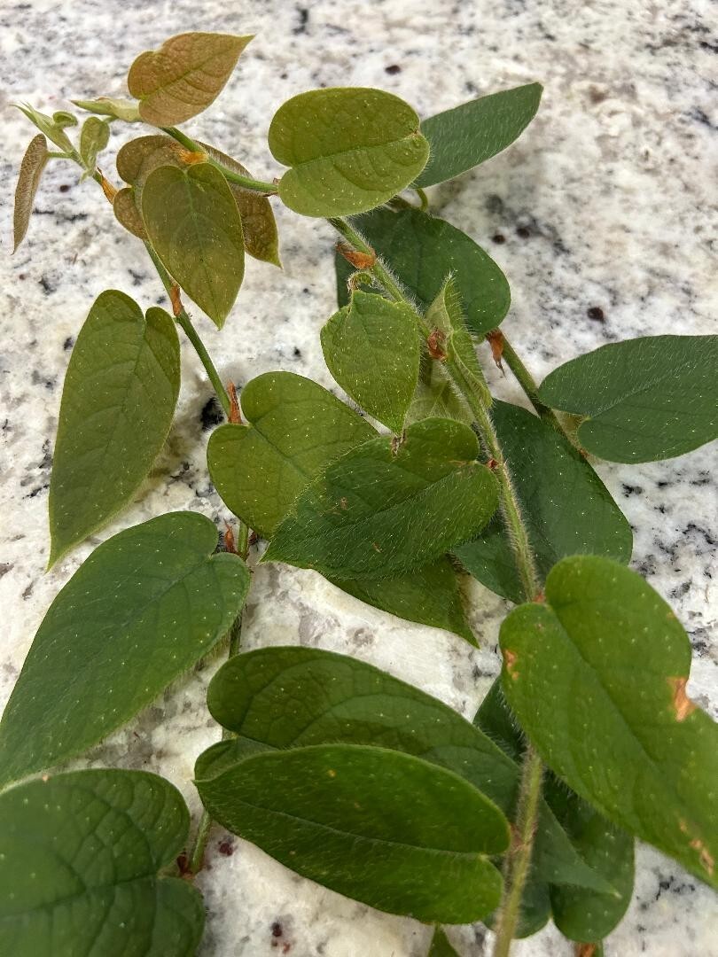SUPER SALE Ficus villosa -3 fresh cuttings- free shipping