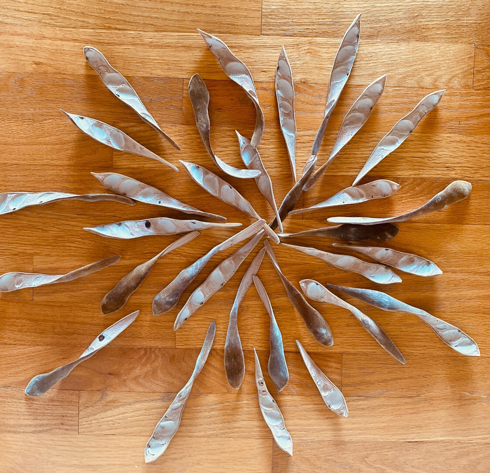 100+ Organic Velvety Wisteria Seed PODS for Decorating/Floral Supply