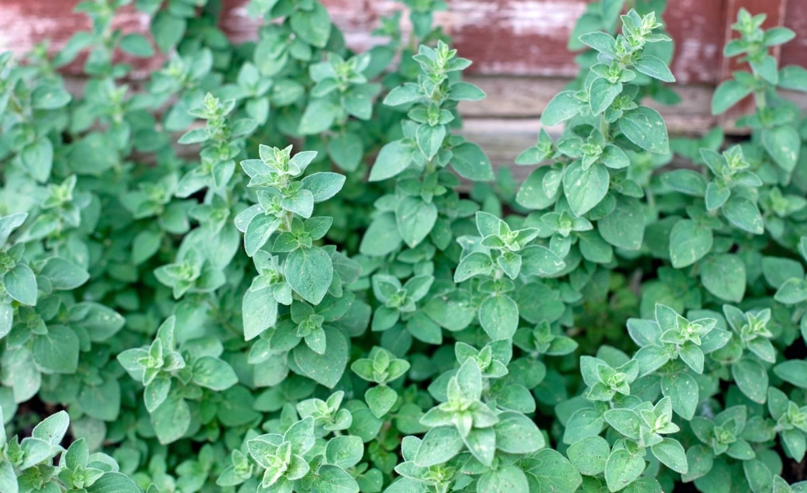 Organic Oregano-Origanum vulgare-NON GMO-Herb-Live Starter Plant-FREE SHIPPING!!